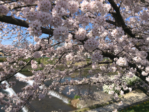 写真：上賀茂・賀茂川沿いの桜