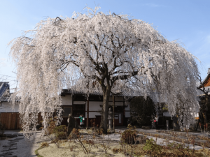 写真：本山本満寺のしだれ桜（撮影：2015年3月31日）